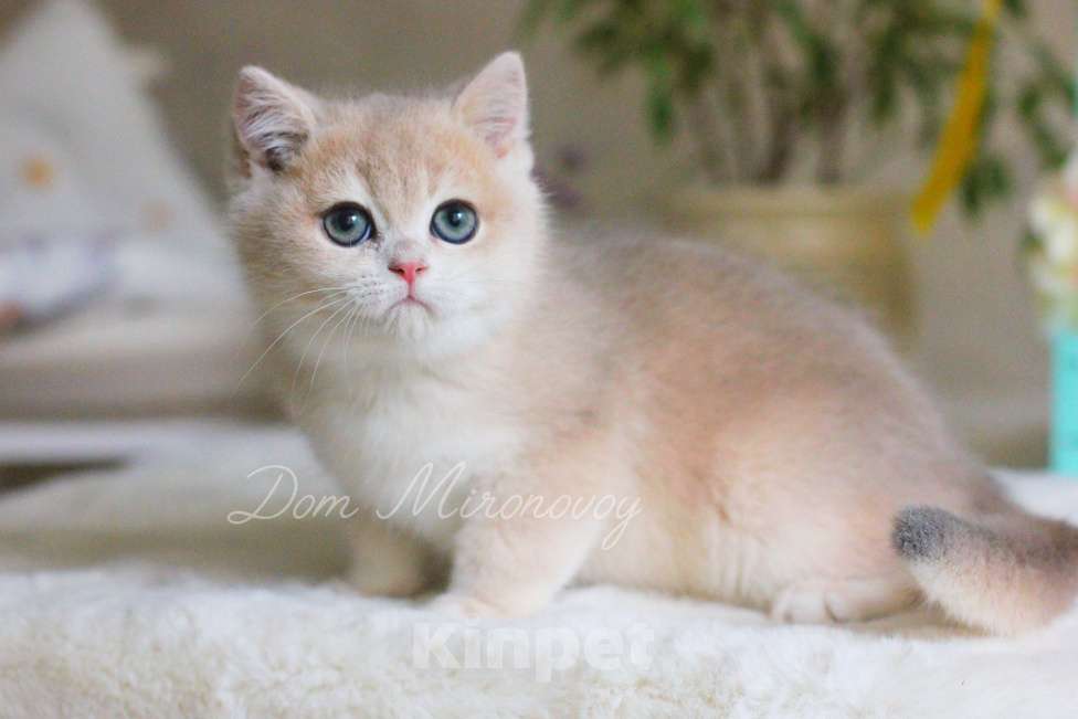 Кошки в Москве: Голубая золотая шиншилла Вилли Мальчик, 70 000 руб. - фото 3