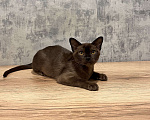 Кошки в Казани: Европейская бурма Девочка, 80 000 руб. - фото 2