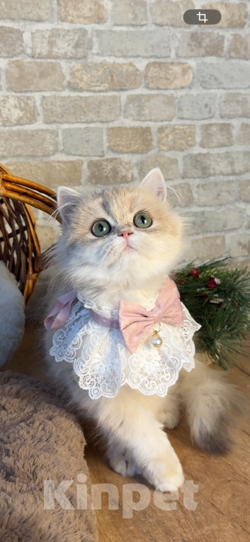 Кошки в Москве: Британские котята золотая шиншилла Девочка, 70 000 руб. - фото 3