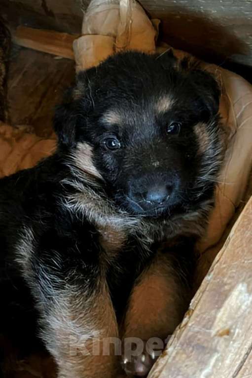 Собаки в Москве: Шикарные щенки немецкой овчарки Разнополые, 9 000 руб. - фото 1