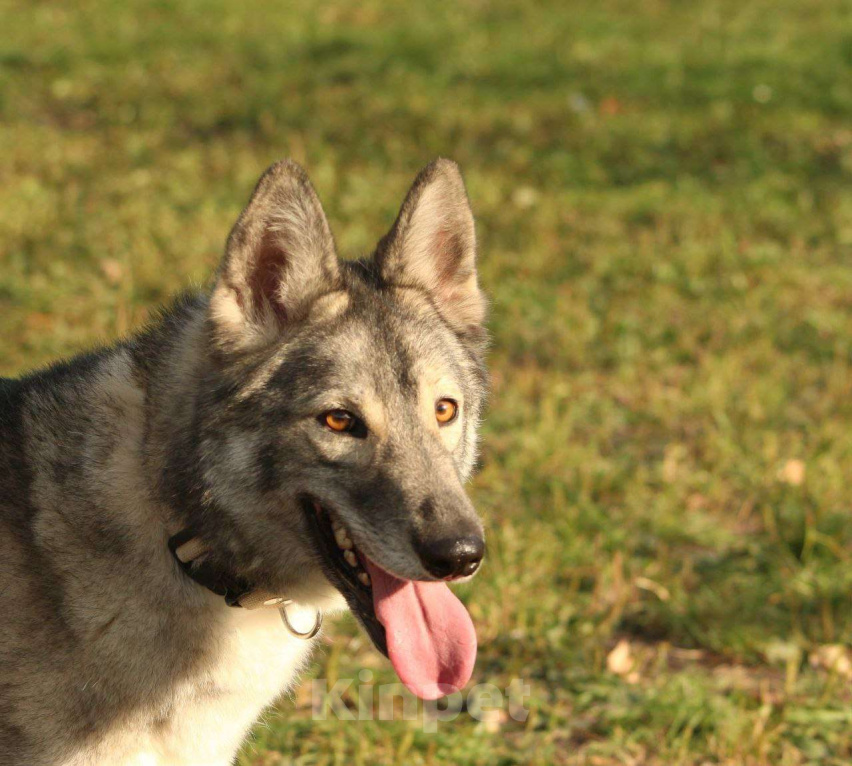Собаки в Москве: Милая Майя ищет дом Девочка, Бесплатно - фото 1