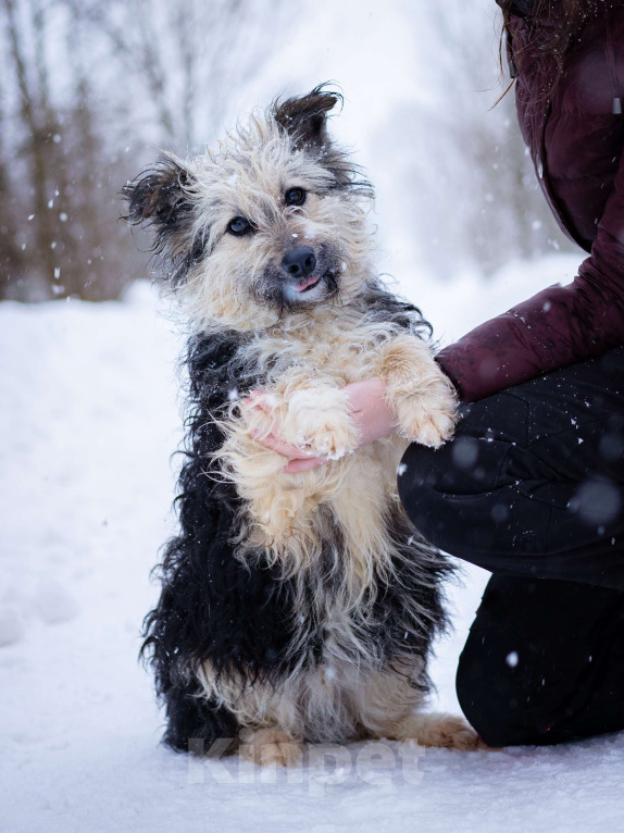 Собаки в Москве: Маленький пёсик в дар Мальчик, Бесплатно - фото 1