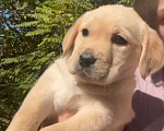Собаки в Сочи: Лабрадор  Девочка, 25 000 руб. - фото 3