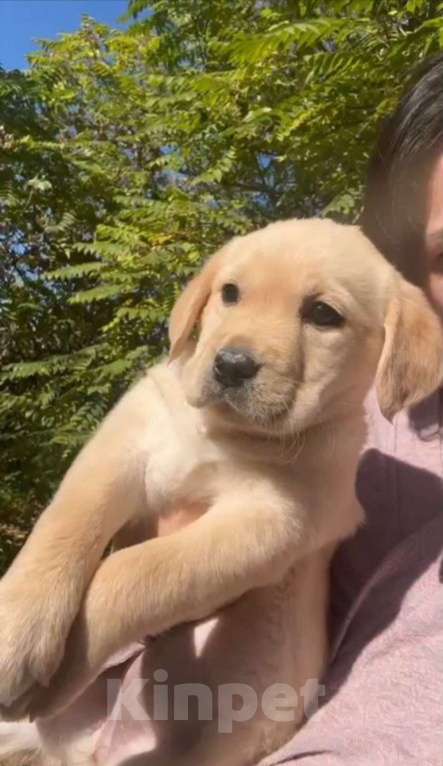 Собаки в Сочи: Лабрадор  Девочка, 25 000 руб. - фото 3