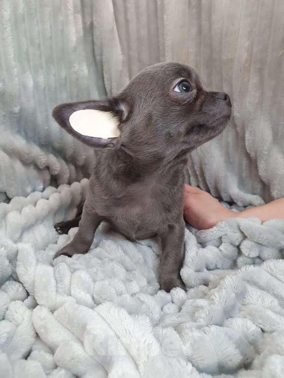 Собаки в Санкт-Петербурге: Голубой щенок. Мальчик, 35 000 руб. - фото 2