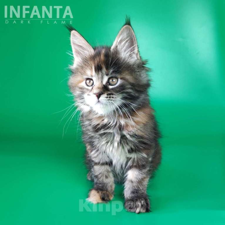 Кошки в других городах Воронежской области: Infanta Dark Flame Девочка, 50 000 руб. - фото 5