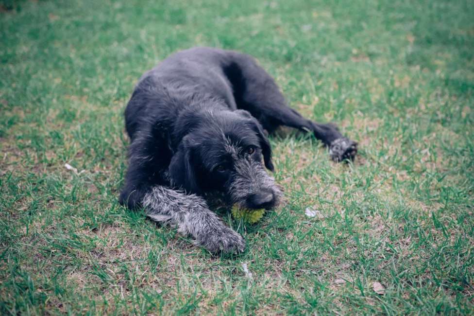 Собаки в Москве: Компанейский  Дратхаар -трехлапик в добрые руки Мальчик, Бесплатно - фото 4