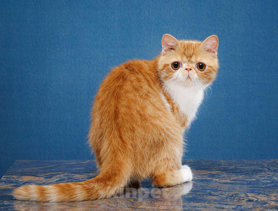 Кошки в Новосибирске: Экзотический мальчик Мальчик, 35 000 руб. - фото 2