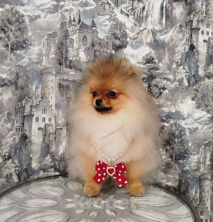 Собаки в Москве: Померанский шпиц мальчишка Мальчик, 75 000 руб. - фото 2