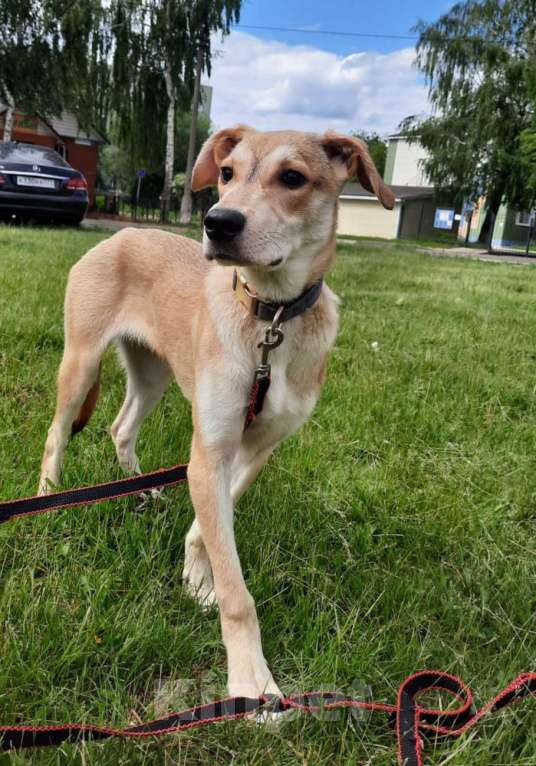 Собаки в Москве: Щенку Сене некуда идти  Мальчик, Бесплатно - фото 2