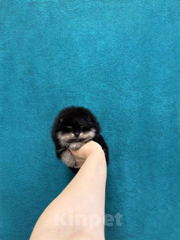 Собаки в Москве: Шикарный мальчик Мальчик, 30 000 руб. - фото 1