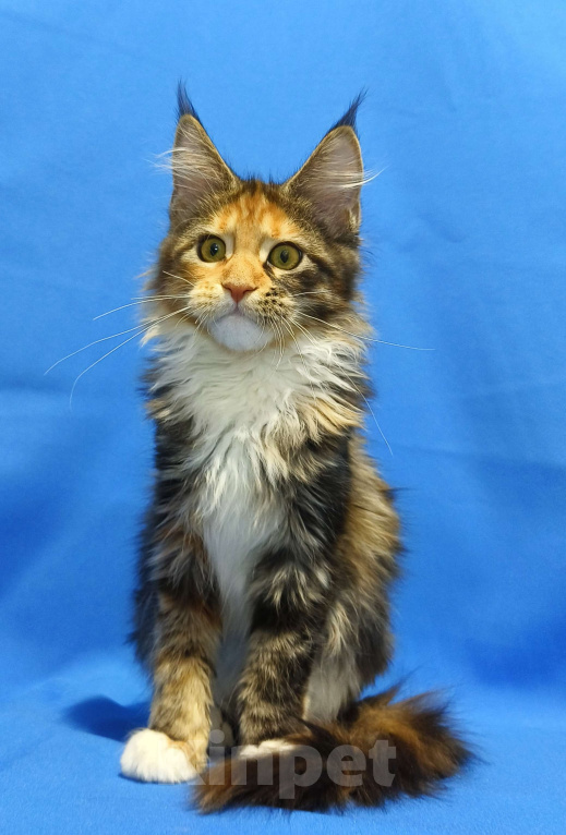 Кошки в Москве: Котенок Мейн-Кун Девочка Девочка, 47 000 руб. - фото 1