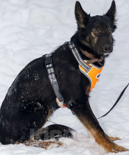 Собаки в Москве: Щенки в поиске дома! Срочно Мальчик, Бесплатно - фото 10