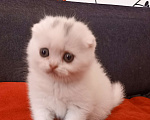 Кошки в Москве: Вислоухий шотландский белоснежный котенок Мальчик, 30 000 руб. - фото 2