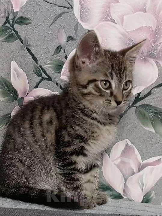 Кошки в Санкт-Петербурге: Ручной маленький  мальчик , котенок Мальчик, Бесплатно - фото 1