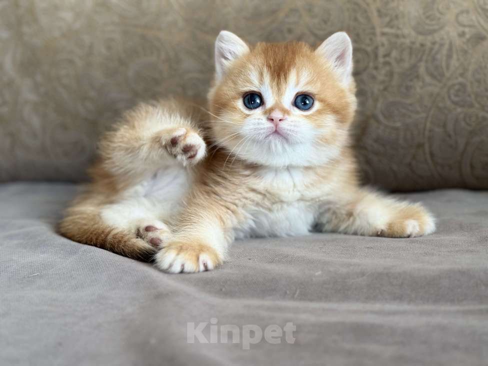 Кошки в Оренбурге: Британские котята золотая шоколадная шиншилла Разнополые, Бесплатно - фото 1