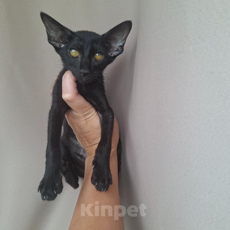 Кошки в Саратове: Ориентальные котята Девочка, 25 000 руб. - фото 6