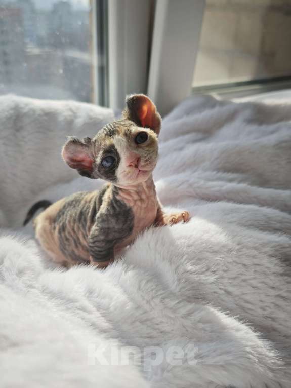 Кошки в Екатеринбурге: Девочка двэльф канадский сфинкс котенок Мальчик, 70 000 руб. - фото 3