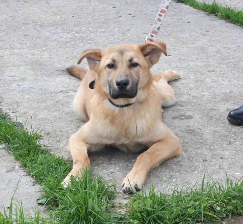 Собаки в Москве: Умный, жизнерадостный, добрый подросток Рэм в поисках своей родной семьи  Мальчик, Бесплатно - фото 5