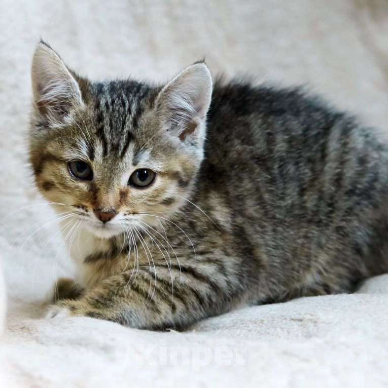 Кошки в Москве: Котенок Шустрик в добрые руки Мальчик, Бесплатно - фото 2