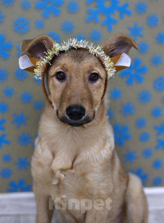 Собаки в Москве: Щенки бесплатно в Москве Девочка, Бесплатно - фото 4