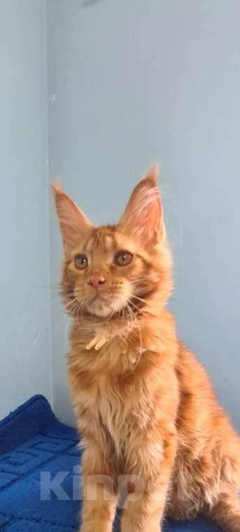 Кошки в Самаре: Котёнок породы Мейн-кун MCO female Iriska, color d Девочка, 40 000 руб. - фото 3