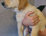 Собаки в Раменском: продажа щенка Мальчик, 12 000 руб. - фото 3