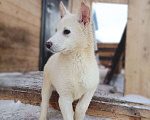 Собаки в Лосином-Петровском: КрИсталл якутенок ппбж Девочка, Бесплатно - фото 3