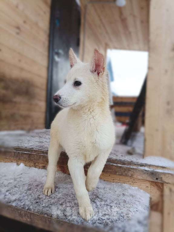 Собаки в Лосином-Петровском: КрИсталл якутенок ппбж Девочка, Бесплатно - фото 3