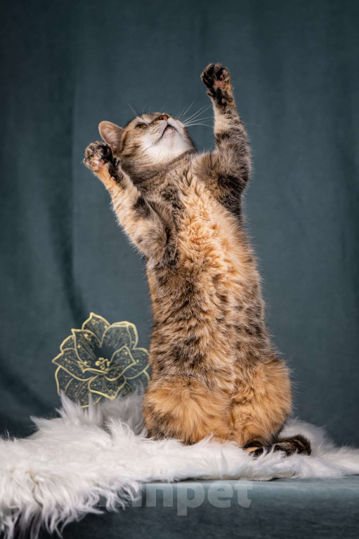 Кошки в Клине: Мадам — необычная кошечка Девочка, Бесплатно - фото 5