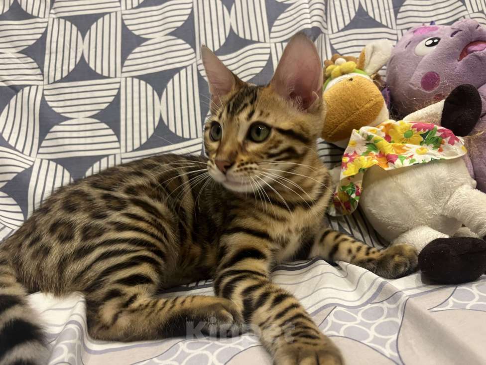 Кошки в Санкт-Петербурге: Бенгальский мальчик  Мальчик, Бесплатно - фото 3