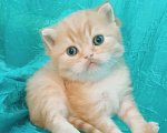 Кошки в Санкт-Петербурге: Шотландский котенок золотая шиншилла Мальчик, 23 000 руб. - фото 1