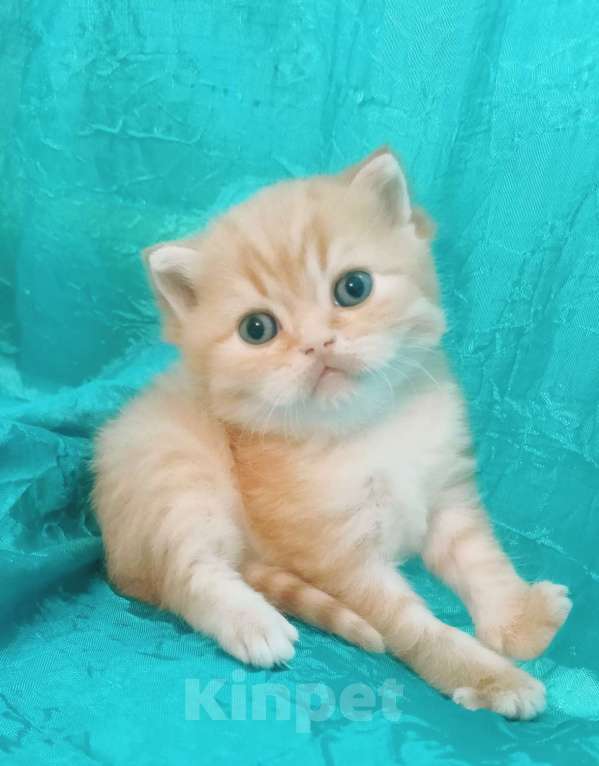 Кошки в Санкт-Петербурге: Шотландский котенок золотая шиншилла Мальчик, 23 000 руб. - фото 1