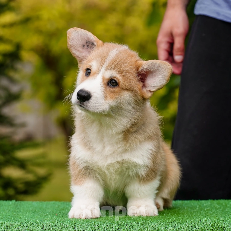 Собаки в Воронеже: Щенок вельш корги пемброк — GRISHA WOLF Мальчик, 100 000 руб. - фото 2