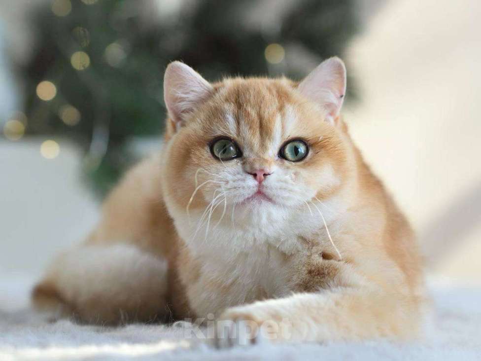 Кошки в Москве: Красивая британская кошечка Девочка, 25 000 руб. - фото 6