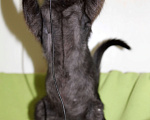 Кошки в Одинцово: Котенок в добрые руки Черныш Мальчик, 1 руб. - фото 3