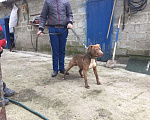 Собаки в Армавире: Вязка, 3 000 руб. - фото 2