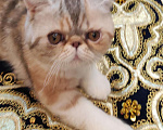 Кошки в Омутнинске: Плюшки экзоты котята, 14 000 руб. - фото 5