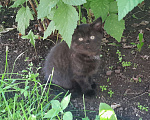 Кошки в других городах Новосибирской области: котёнок в добрые руки! Мальчик, Бесплатно - фото 2