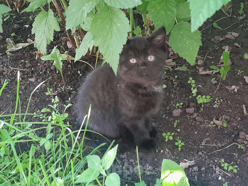 Кошки в других городах Новосибирской области: котёнок в добрые руки! Мальчик, Бесплатно - фото 2