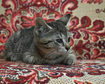 Кошки в Санкт-Петербурге: особенная малышка Резеда Девочка, Бесплатно - фото 3