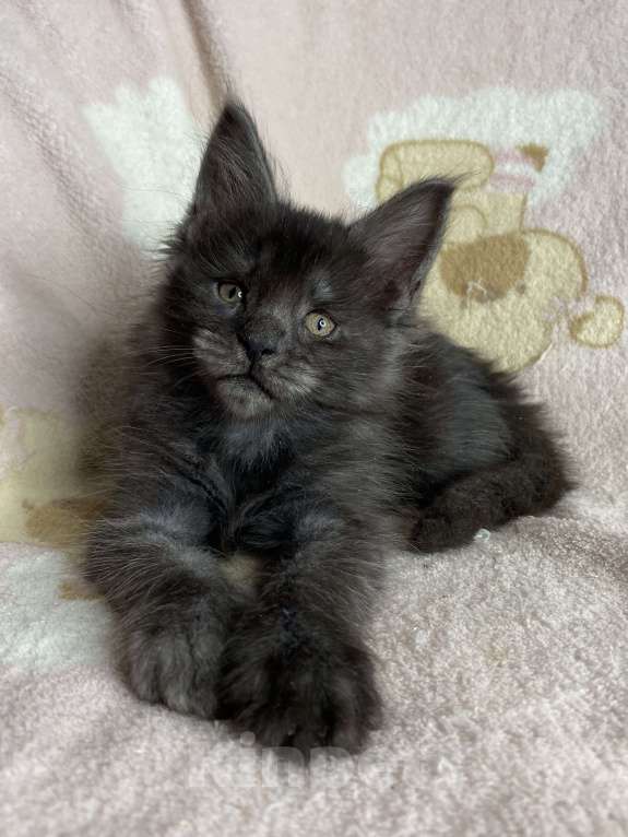 Кошки в Дмитрове: Черная дымчатая девочка мейн кун Yanetta Девочка, 40 000 руб. - фото 4