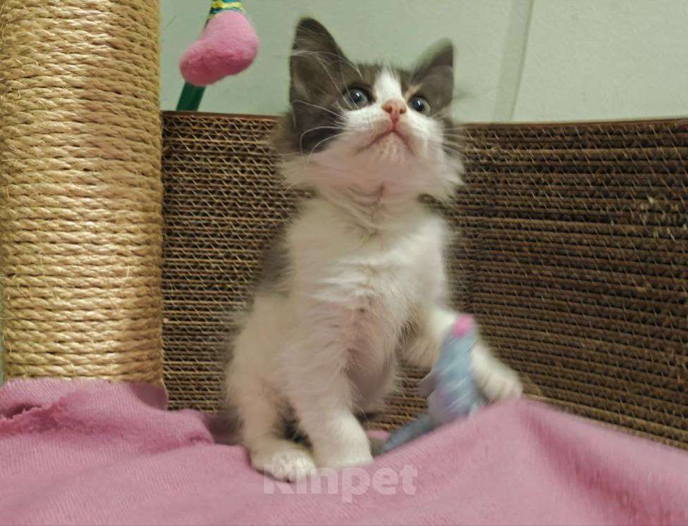 Кошки в Москве: Котенок-карапузик в добрые руки, 1,5 мес Мальчик, Бесплатно - фото 10