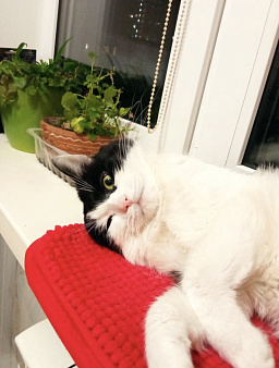 Котик Руни