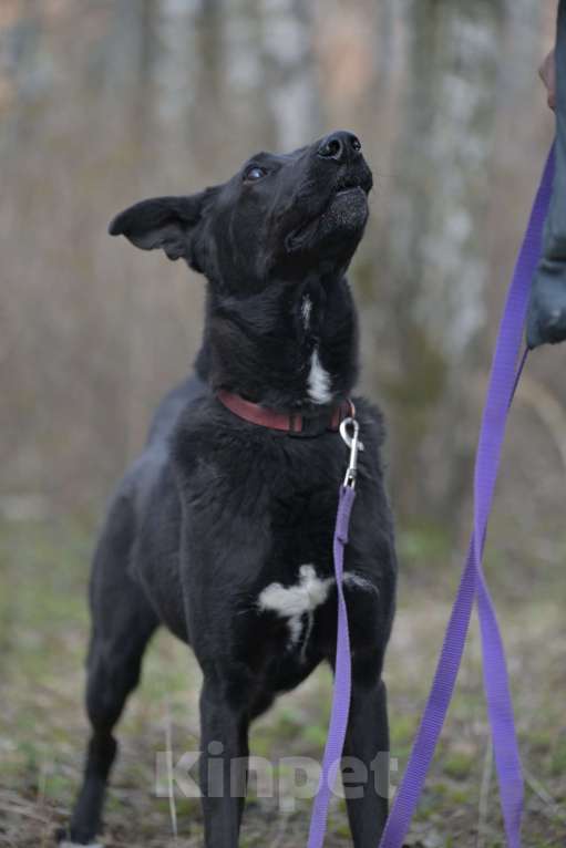 Собаки в Красногорске: Молодой энергичный метис чёрной немецкой овчарки очень нуждается в хозяине  Мальчик, Бесплатно - фото 3