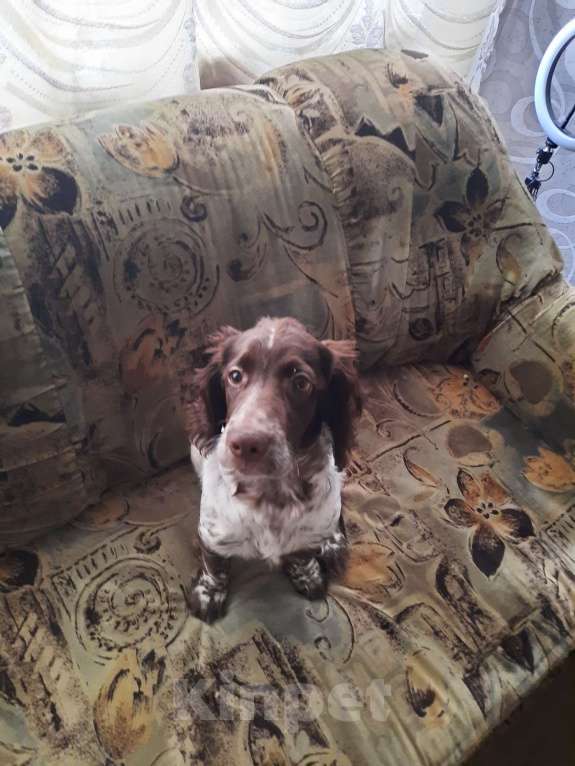 Собаки в Санкт-Петербурге: Русский спаниель в добрые руки Мальчик, Бесплатно - фото 5
