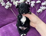 Собаки в Москве: Чёрный йорк мальчик Мальчик, 80 000 руб. - фото 8