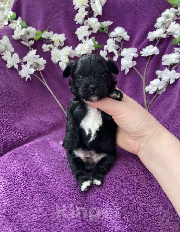 Собаки в Москве: Чёрный йорк мальчик Мальчик, 80 000 руб. - фото 8