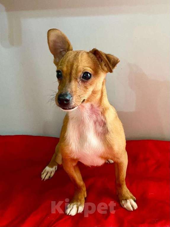 Собаки в Ростове-на-Дону: Малыш Финик в поисках дома! Мальчик, Бесплатно - фото 1