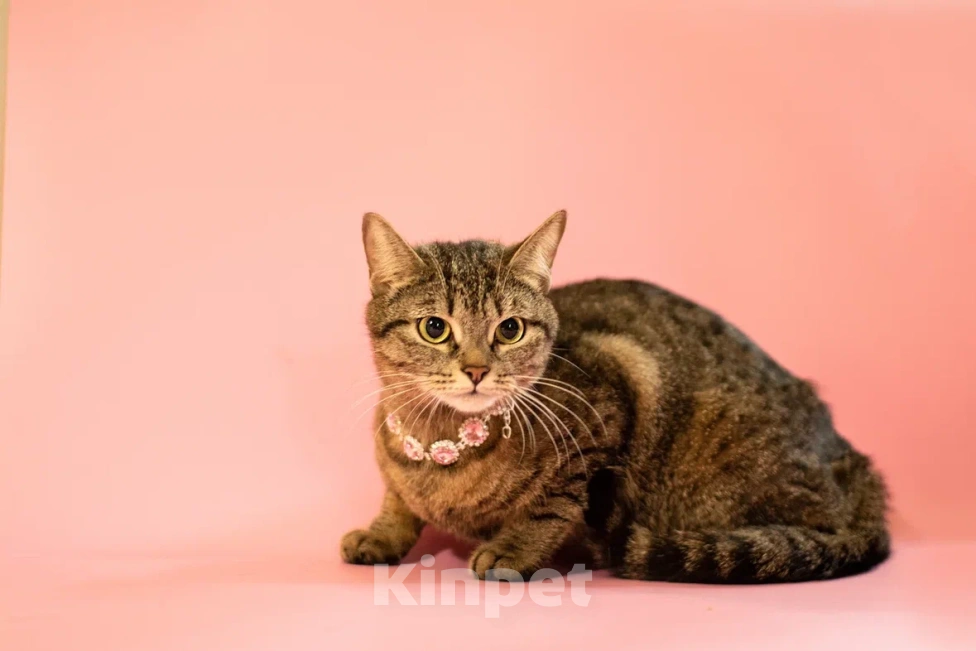 Кошки в Москве: Говорливая Миринда в любящую семью❤️ Девочка, Бесплатно - фото 3